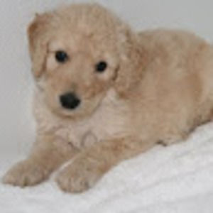 Meet your Posher, Kerrin